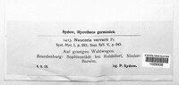 Agrocybe vervacti image